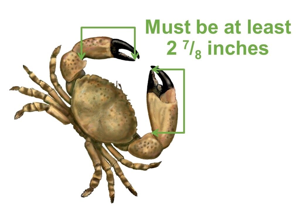 2020 Stone Crab Claw Length
